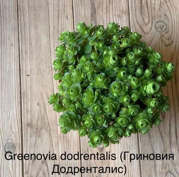Greenovia dodrentalis (Гриновия Додренталис)