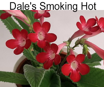 Dale s Smoking Hot (D.Martens)