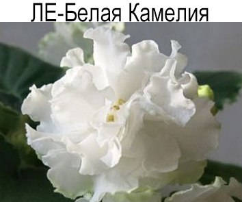 ЛЕ-Белая Камелия (Е.Лебецкая)