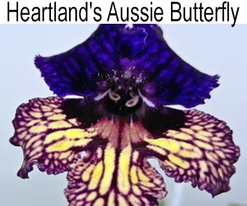 Heartland's Aussie Butterfly
