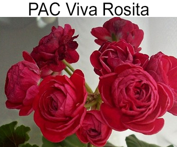 Пеларгония розебудная PAC Viva Rosita