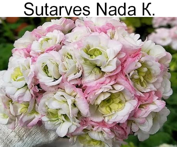 Пеларгония розебудная Sutarves Nada K