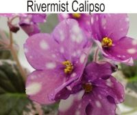 Rivermist Calipso