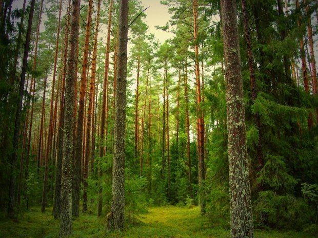 Косметическая отдушка Хвойный лес