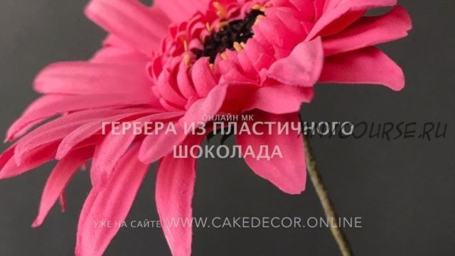 [Кондитерка] Гербера из пластичного шоколада (Светлана Кузьмина)