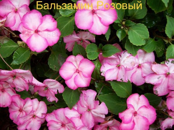 Бальзамин Розовый