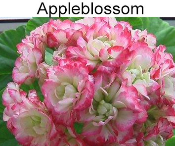 Пеларгония розебудная Appleblossom Rosebud