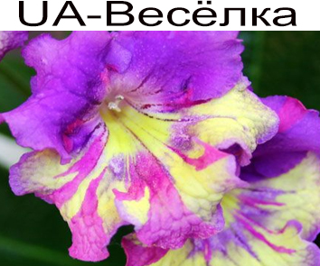 Стрептокарпус UA-Весёлка (Ю. Склярова)