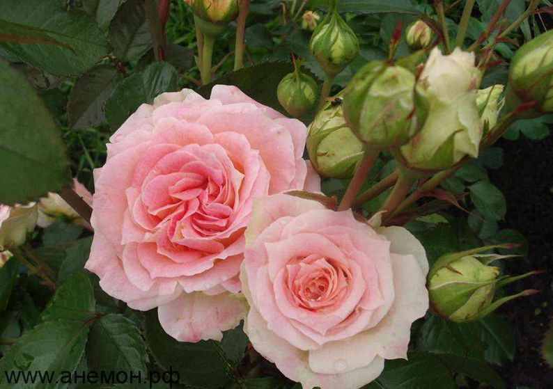Стоит ли сажать чайно-гибридную розу Эльдорадо - плюсы и минусы сорта