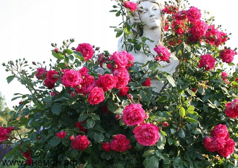 Роза плетистая "Лагуна"