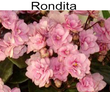 Rondita мини-трейлер