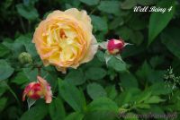 Роза 'Уэлл Биинг' / Rose 'Well Being'
