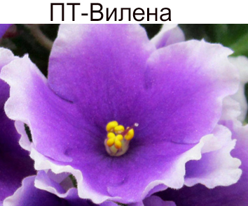 ПТ-Вилена (Т. Пугачёва)