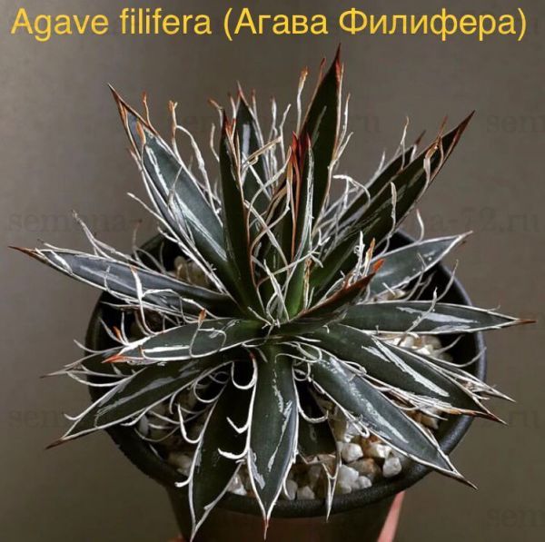 Agave filifera (Агава Филифера)