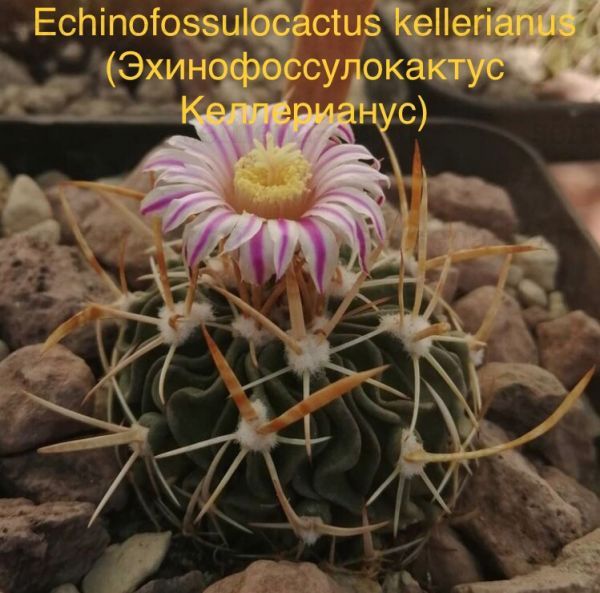 Echinofossulocactus kellerianus (Эхинофоссулокактус Келлерианус)