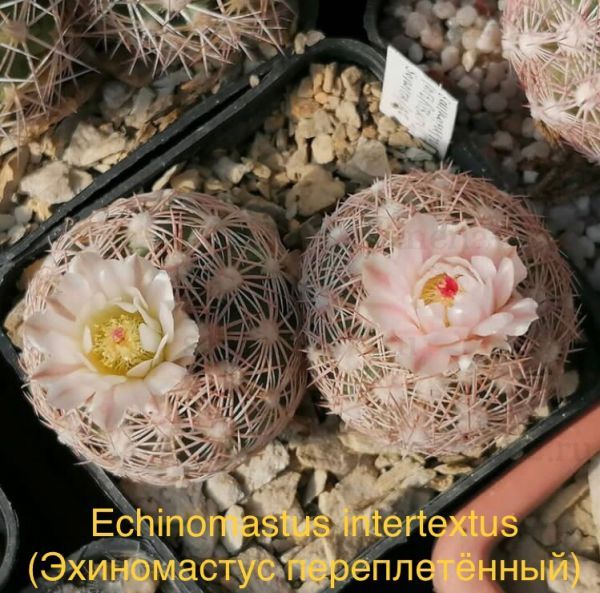 Echinomastus intertextus (Эхиномастус переплетённый)
