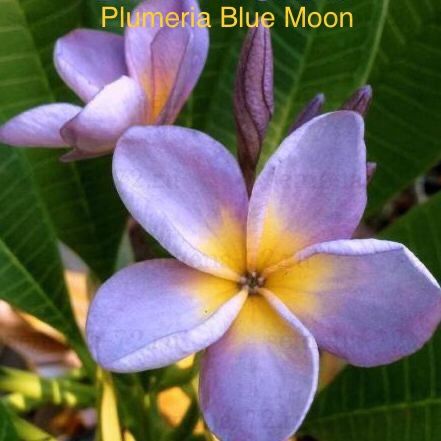 Plumeria Blue Moon