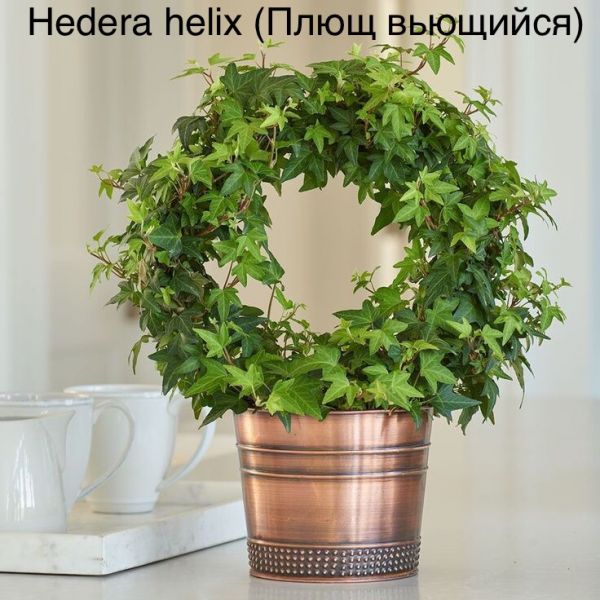Hedera helix (Плющ вьющийся)