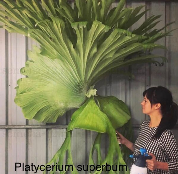 Platycerium superbum