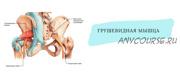 [Школа движения] Про Грушевидные. Свободный таз и сильные ноги (Елена Волкова)