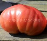 Tomat-chudo-altaya
