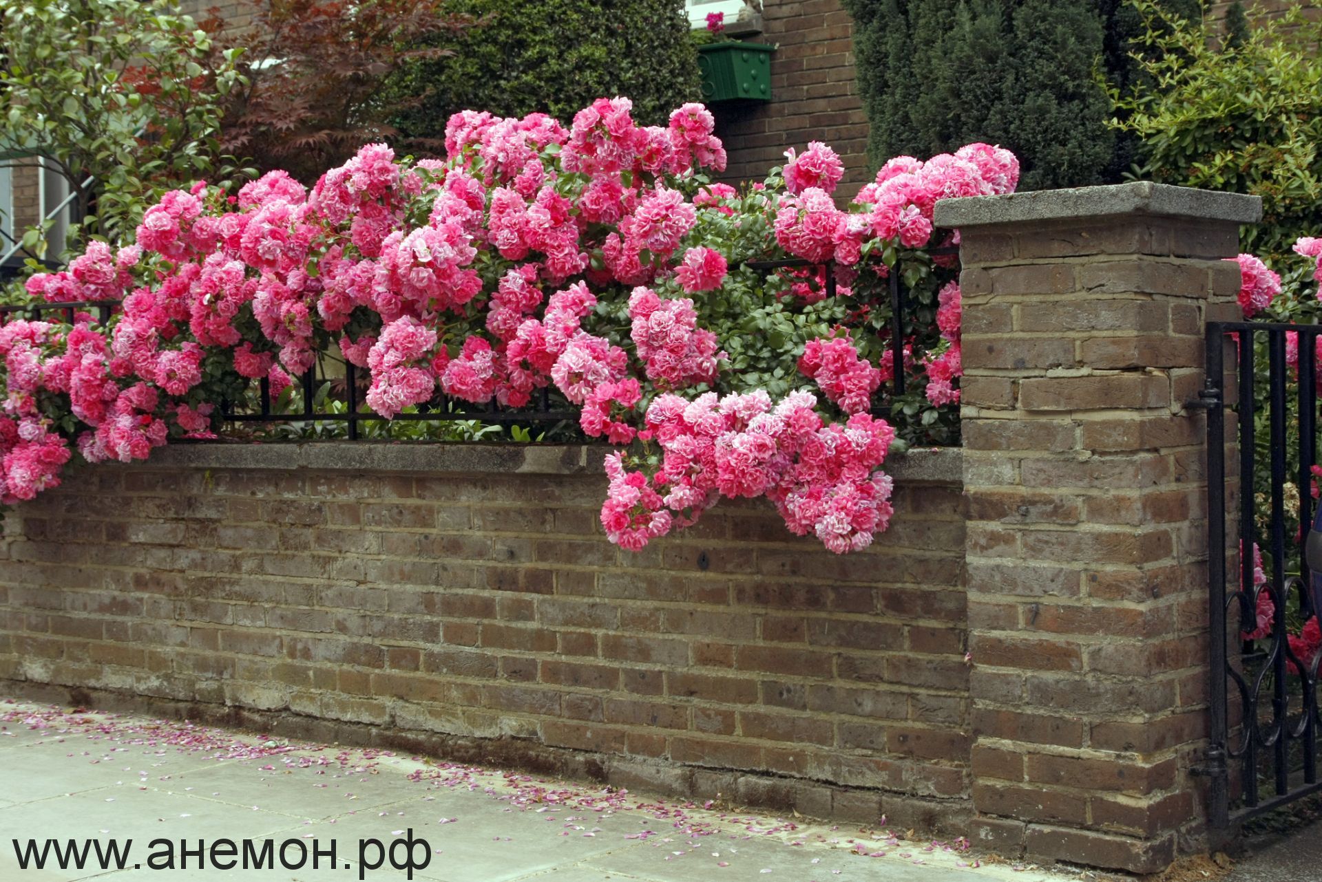 Как использовать плетистые розы в ландшафтном дизайне? – 10 красивых примеров