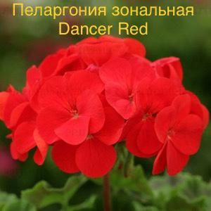 Пеларгония зональная Dancer Red