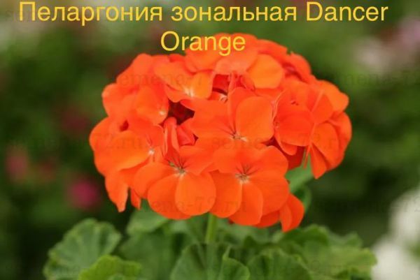Пеларгония зональная Dancer Orange