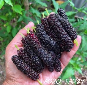 Mulberry Tutti Frutti