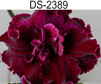 DS-2389 (Диметрис)