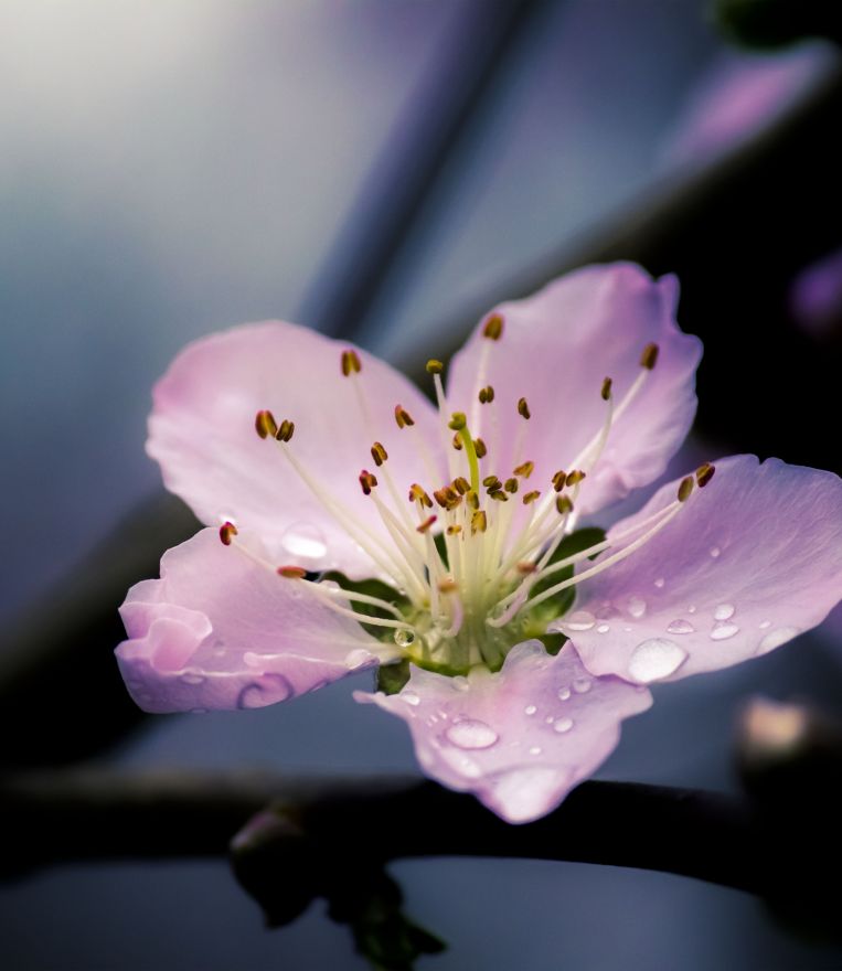 Фотообои Цветок сакуры
