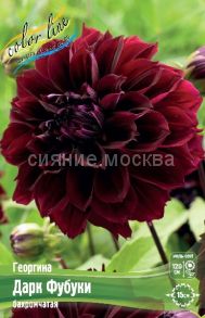 Георгина Дарк Фубуки, бахромчатая, р-р I, - 1 шт