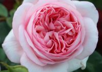 Роза чайно-гибридная "Бобино"
