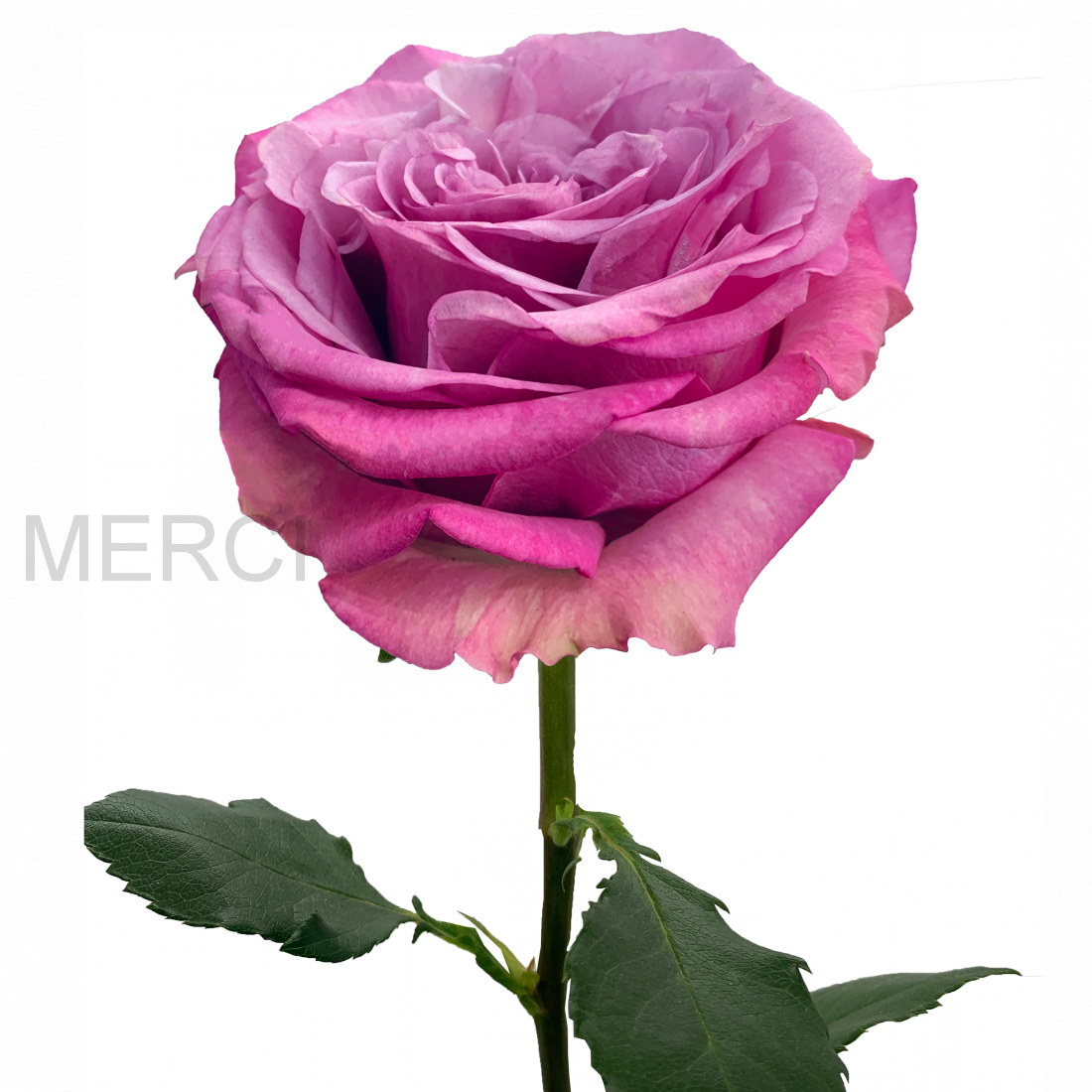 Роза пионовидная Квинс Краун, Эквадор, 50 см
