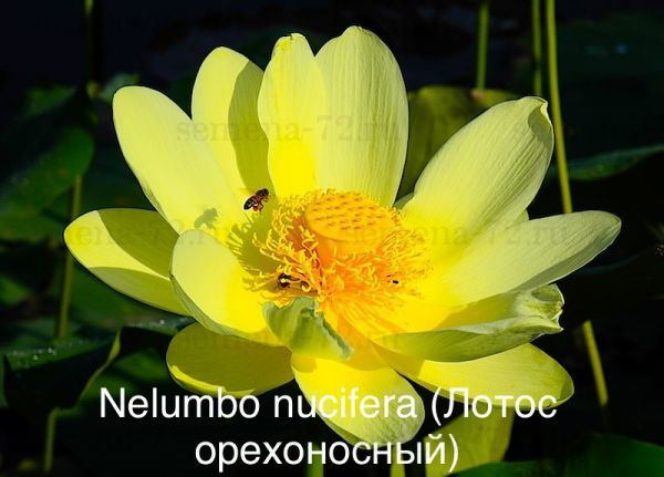 Nelumbo nucifera (Лотос орехоносный)