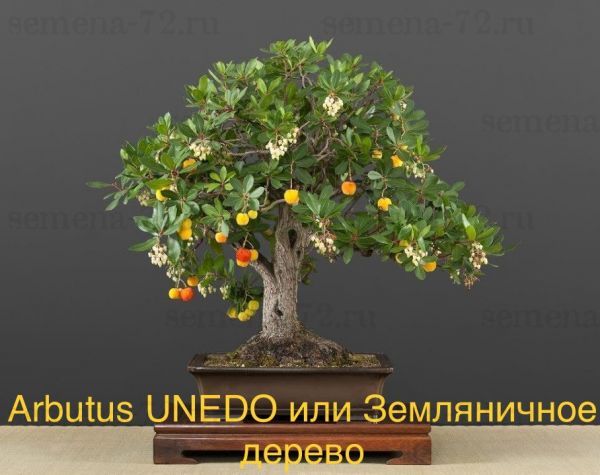 Arbutus UNEDO или Земляничное дерево