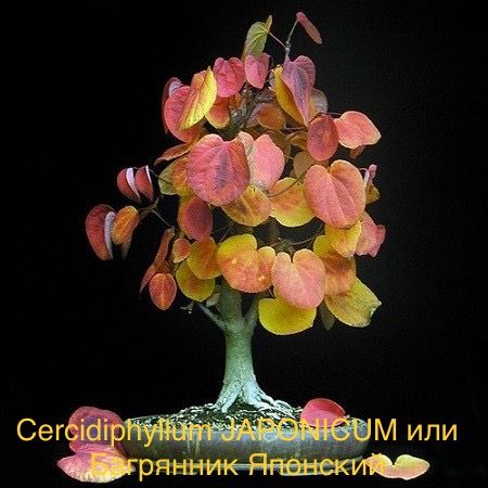 Cercidiphyllum JAPONICUM или Багрянник Японский