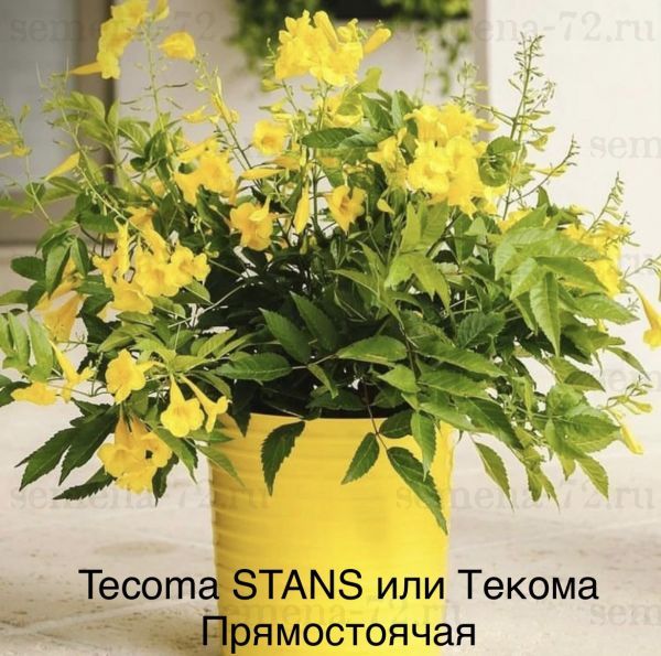 Tecoma STANS или Текома Прямостоячая