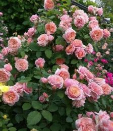 Купить саженцы Розы кустовой Поль Бокюз в Нижнем Новгороде - Гарден Флора