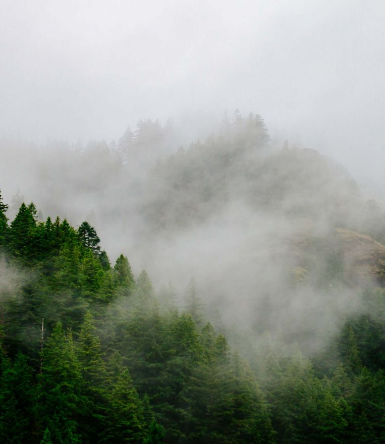Фотообои Лесной туман