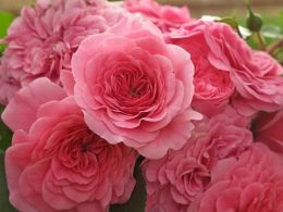 Купить саженцы Розы 4 сезона (Les Quatre Saisons) в Нижнем Новгороде - Гарден Флора