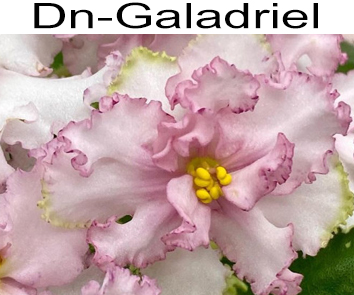 Dn-Galadriel (Денисенко)