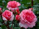 Роза парковая Лоран Каброль