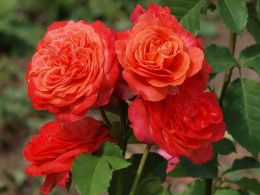 Купить саженцы Розы шраб Эмильен Гийо в Нижнем Новгороде - Гарден Флора