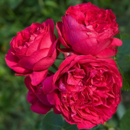 Купить саженцы Розы плетистой Роза Эден Роуз в Нижнем Новгороде - Гарден Флора