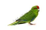 Какарик - новозеландский прыгающий попугай (Cyanoramphus) зеленый