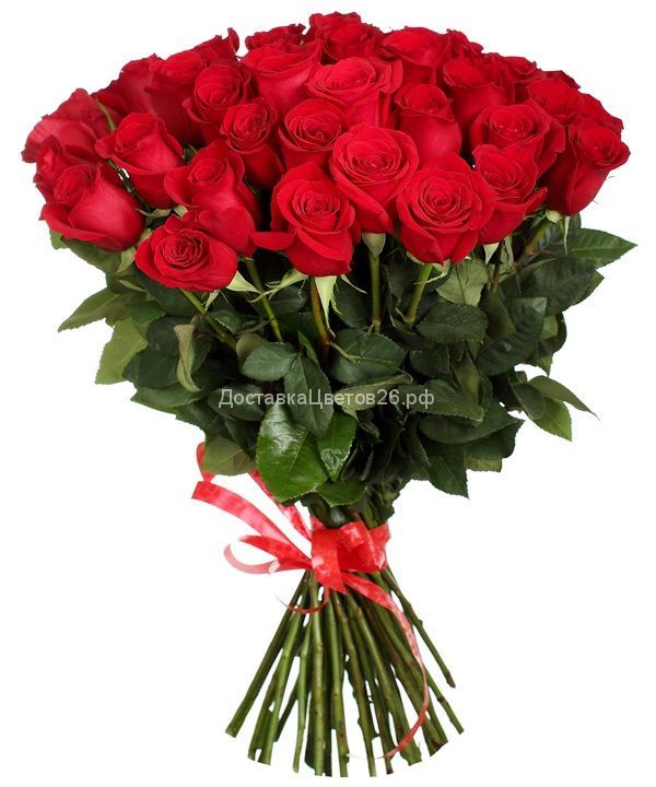 Элитные высокие (80-90 см) красные импортные розы