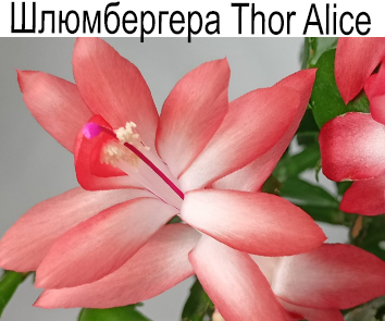 Шлюмбергера Thor Alice
