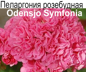Пеларгония розебудная Odensjo Simfonia