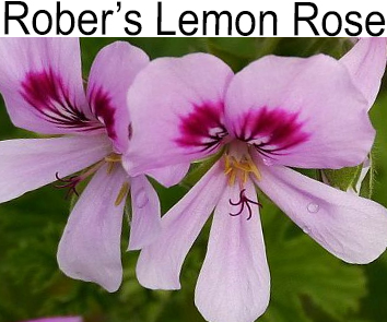 Пеларгония душистая Rober`s Lemon Rose
